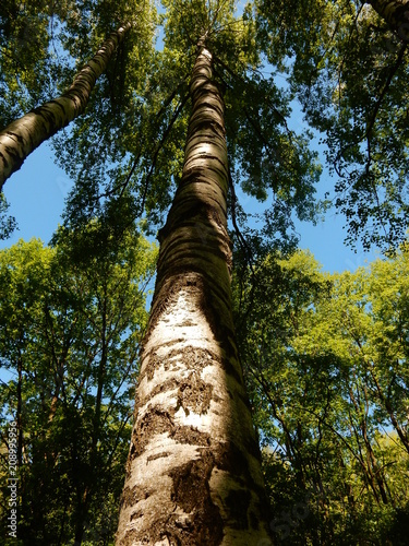 tree in the forest