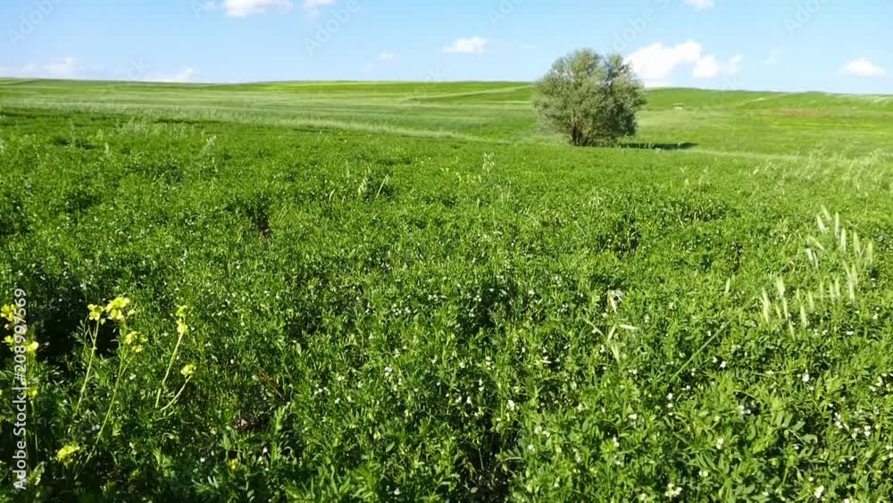 lentil field and flowering lentil plant,
lentil fields in turkey steppe climate
lentil field and flowering lentil plant,
lentil fields in turkey steppe climate