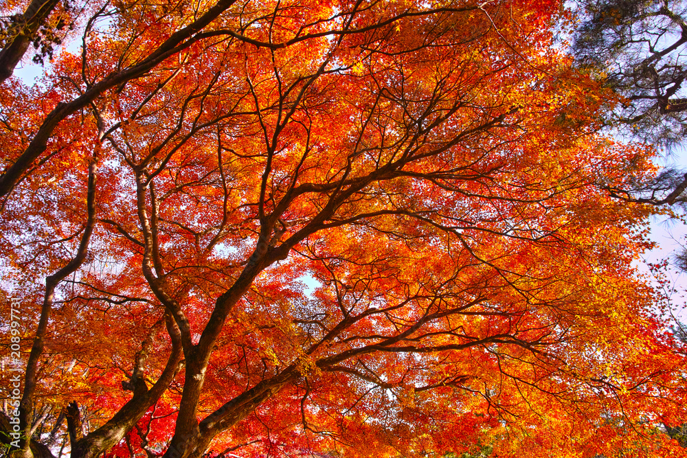 京都嵯峨野の紅葉

