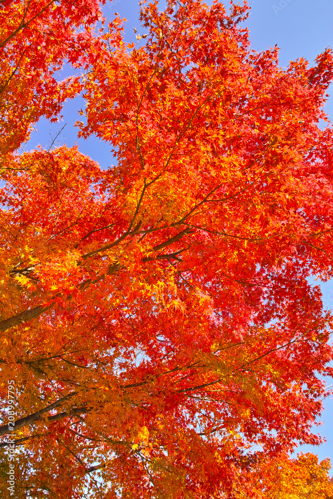 京都嵯峨野の紅葉

