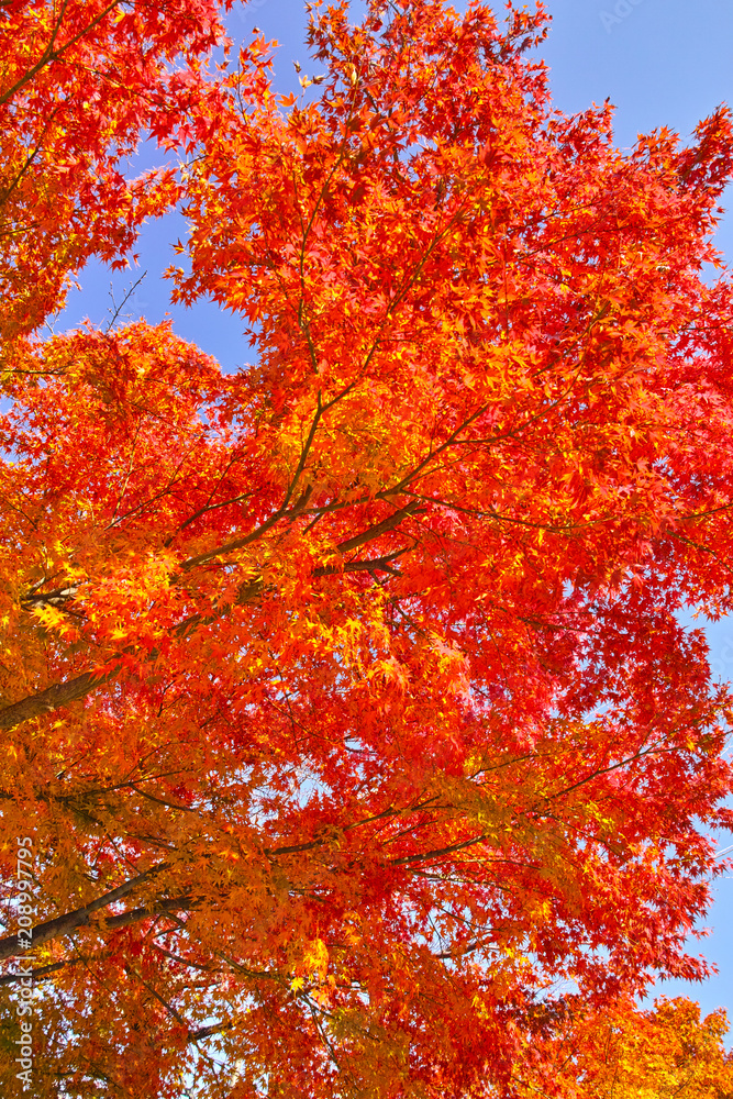 京都嵯峨野の紅葉
京都嵯峨野の紅葉