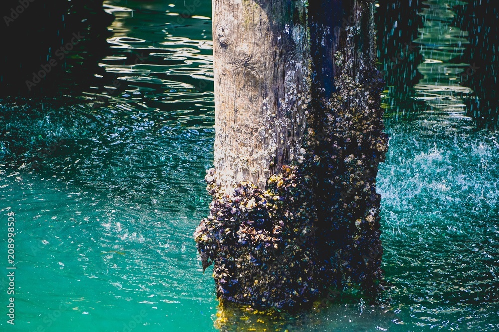 barnacles on a post in the ocean