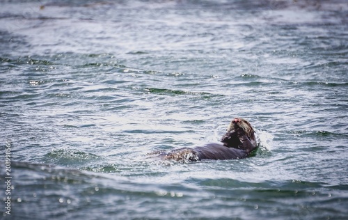 California southern sea otter © Stephanie