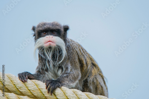 Emperor Tamarin