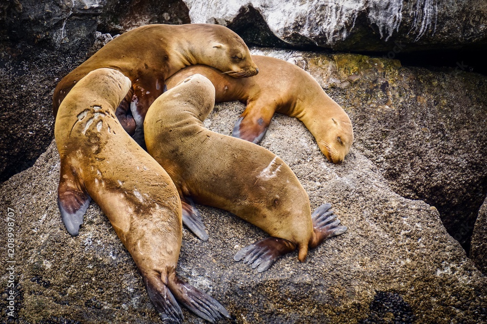 juvenile sea lions resting together juvenile sea lions resting together