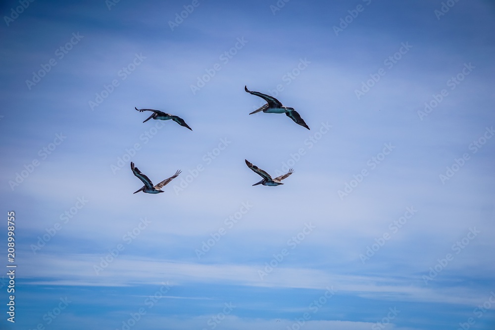 pelicans flying away