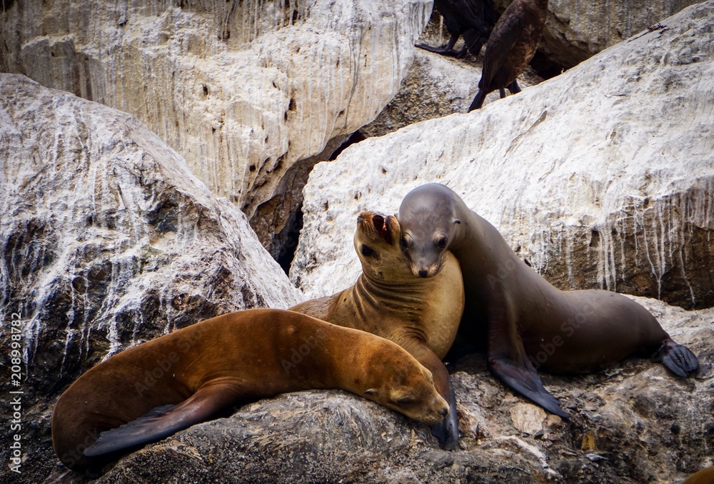 Fototapeta premium sea lion annoying his friend