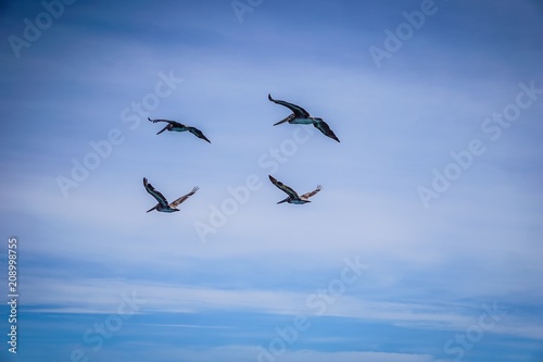 pelicans flying away