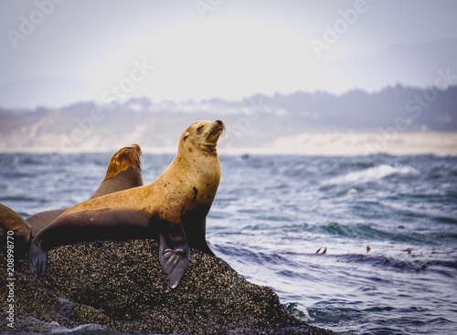 proud sea lion