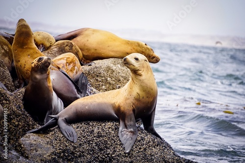 young california sea lion at the ocean photo