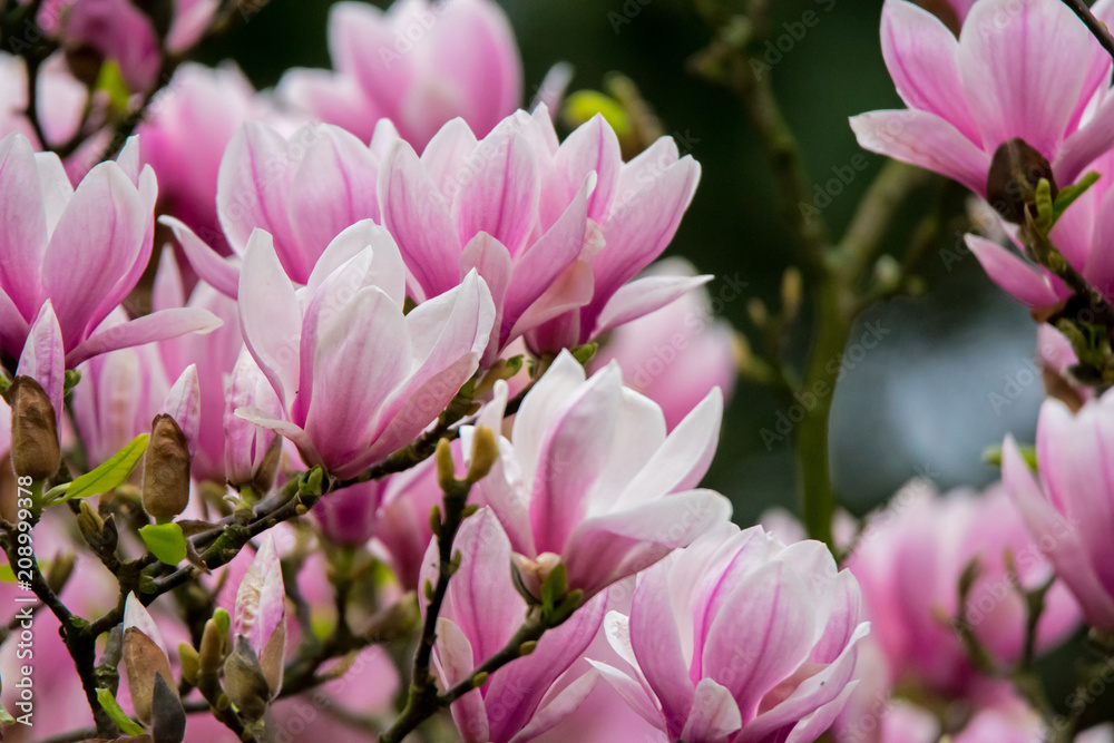 Obraz premium Blooming magnolia tree