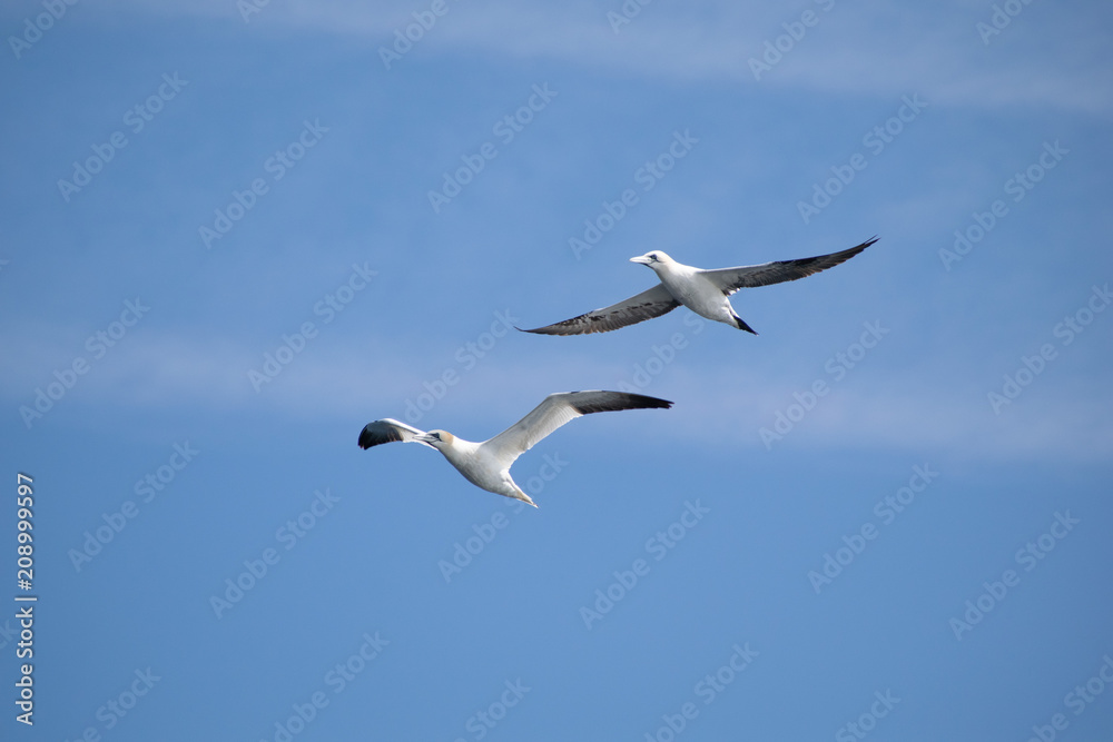 gannet gannet