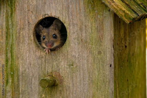 A mouse in a bird house