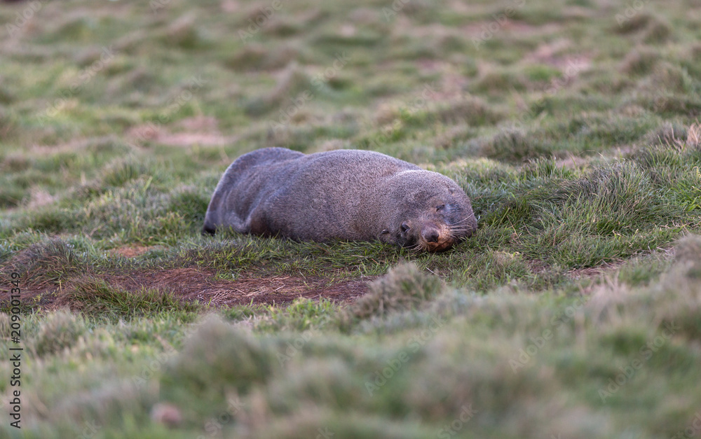 Obraz premium Foka śpiąca na ziemi.