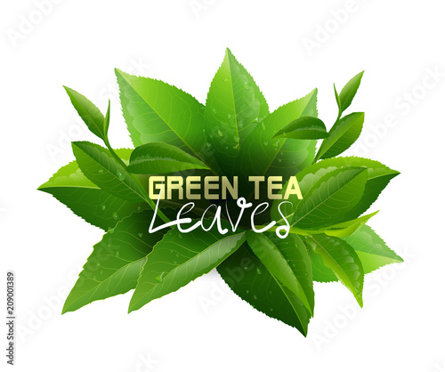 Green tea leaves vector nature background.