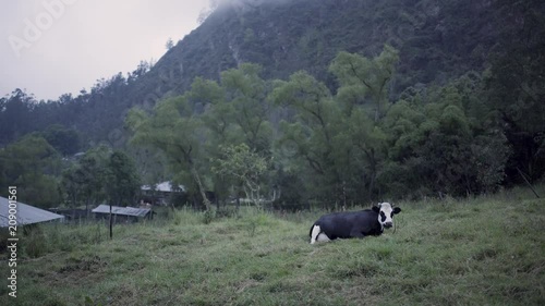 Cow in the grass photo