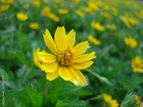 Flor Amarilla Melampodium Divaricatum