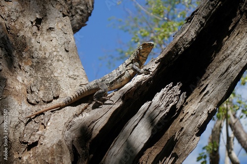 Iguana resting on the dry tree branch