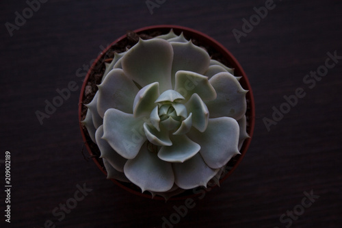 Echeveria lola succulent plant rosette isolated on dark wooden background from a high angle view photo