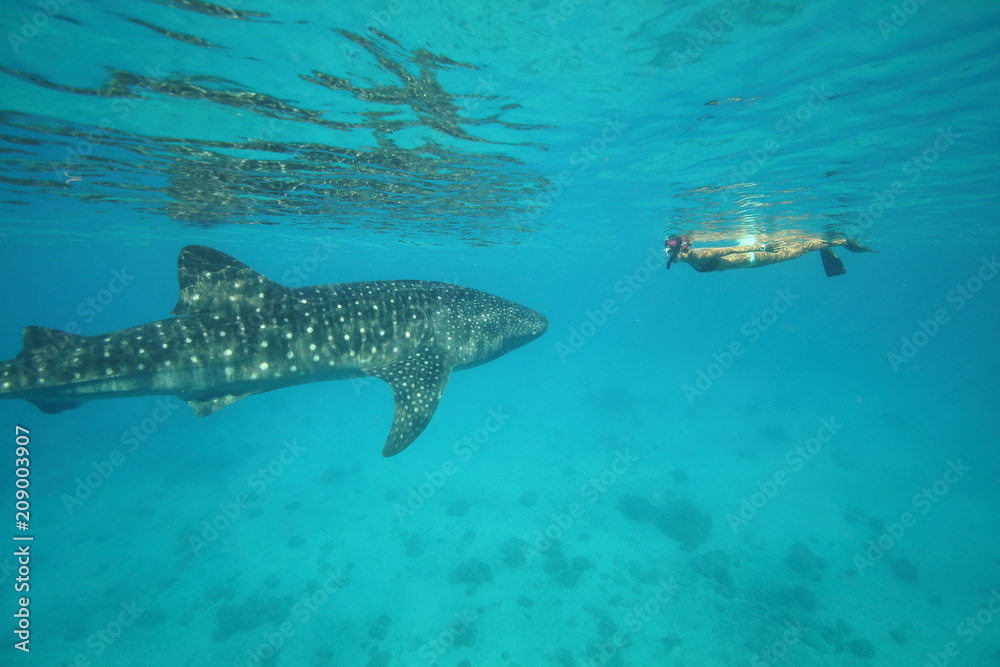 Naklejka premium Female woman swimming with massive whale shark