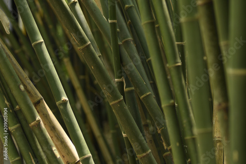 Close-up Bamboo tree in formal garden. Horizontal color image.