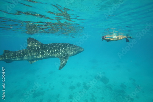 Female woman swimming with massive whale shark