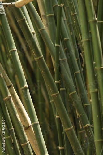 Fototapeta Naklejka Na Ścianę i Meble -  Close-up Bamboo tree in formal garden. Vertical color image.