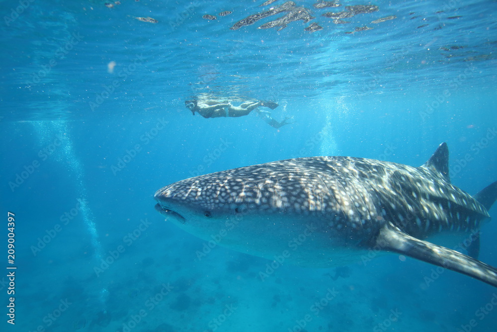 Female woman swimming with massive whale shark Stock Photo | Adobe Stock