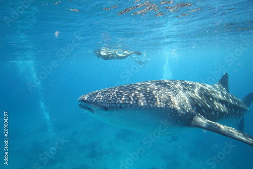 Female woman swimming with massive whale shark © DaiMar