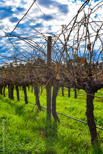 vineyard