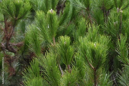 Pinus pinea, evergreen tree branches photo