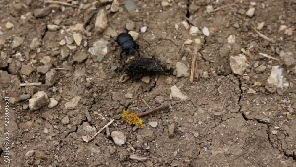 A black beetle transporting food MF A black beetle transporting food MF