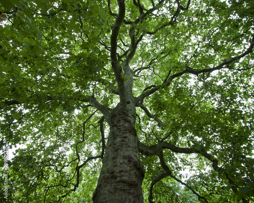 Large tree in Hype Park in London, England 