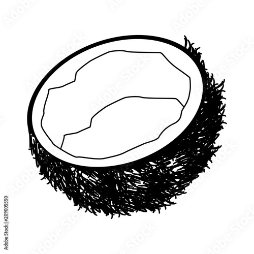Coconut tropical fruit vector illustration graphic design