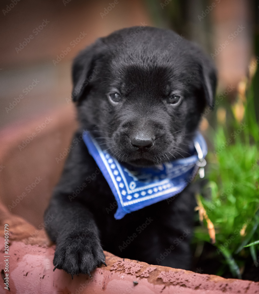 Playful black lab puppy