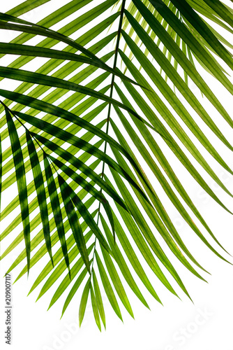 green coconut leaf on white background