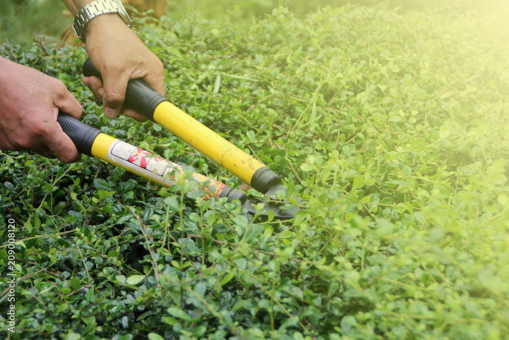 cut the grass, Gardener mowing cut the grass, Gardener mowing