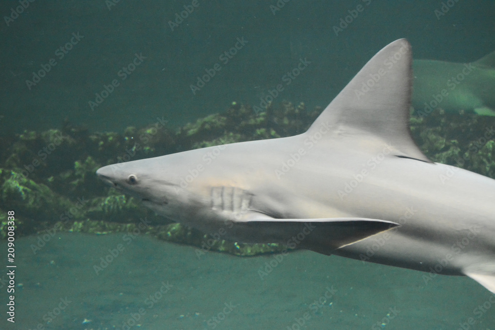 Fototapeta premium Acuario de Veracruz