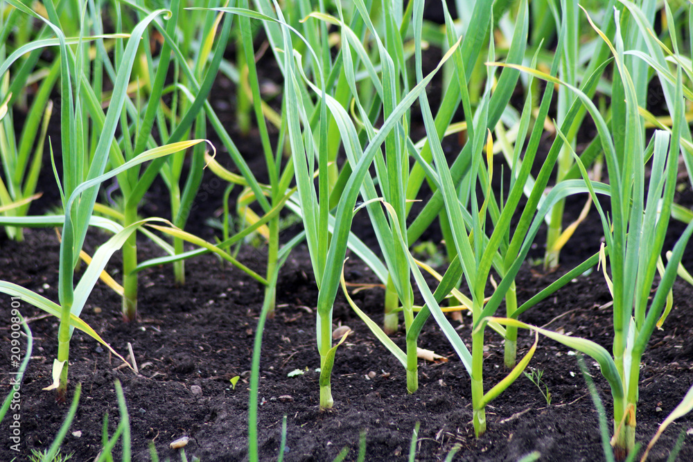 Garlic grows. Young garlic plants in the field, agricultural background. Garlic grows. Young garlic plants in the field, agricultural background.