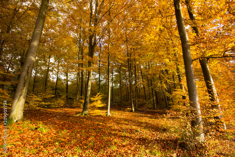 A beautiful autumn forest full of colors.Pomerania ,Poland