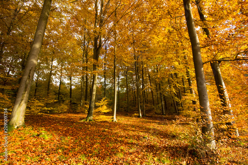 A beautiful autumn forest full of colors.Pomerania ,Poland