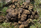 cow and hep dung on a field in the grass close up