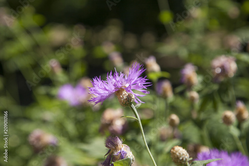 Purple flower distaff thistles on a blurred background