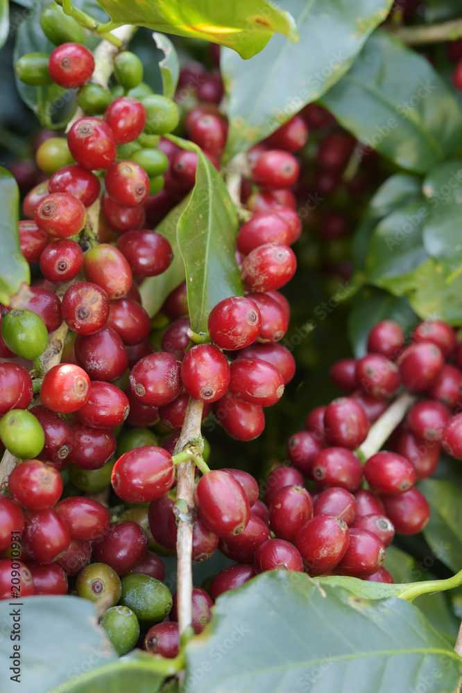 Coffee beans ripening on a tree.