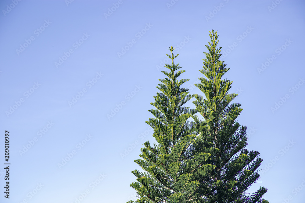 Pine tree on blue sky Pine tree on blue sky