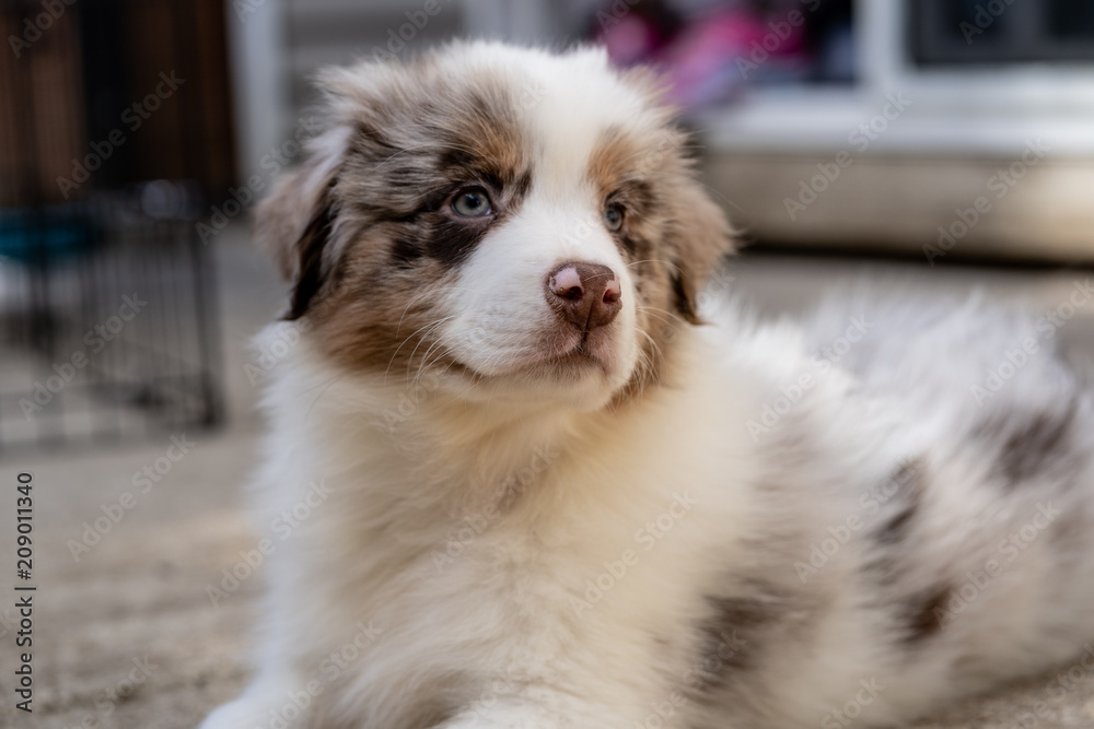 Australian Shepherd puppy laying down Australian Shepherd puppy laying down