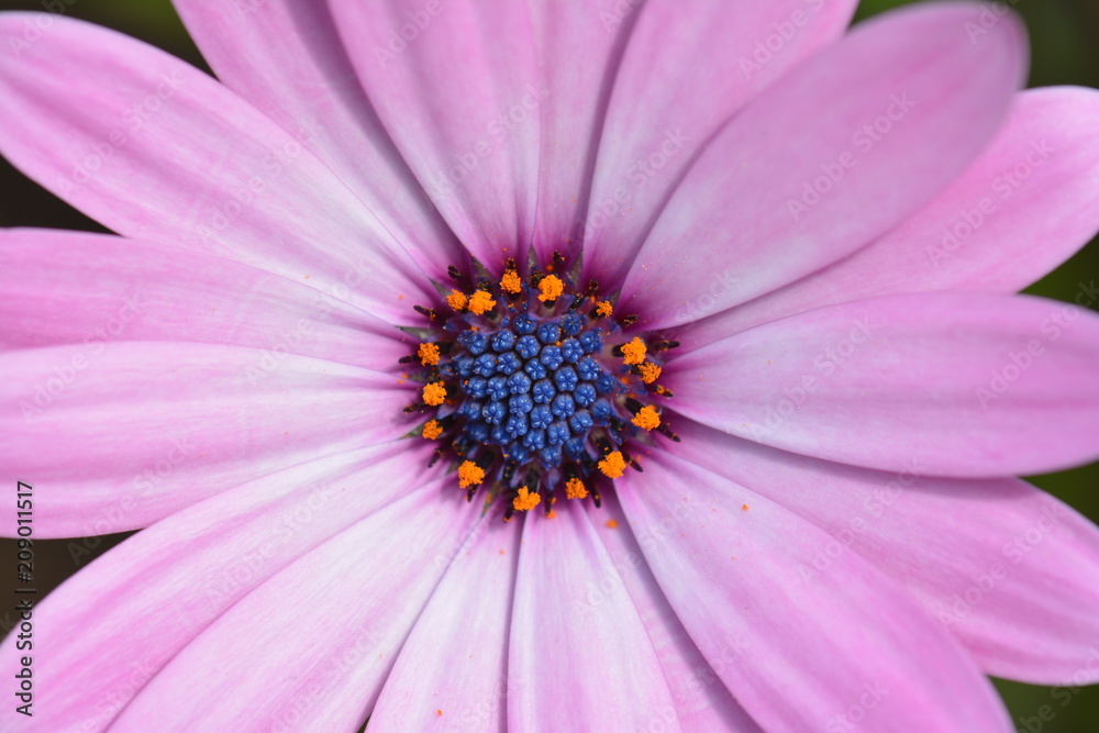 Violet pink Osteosperumum flower, african daisy Violet pink Osteosperumum flower, african daisy