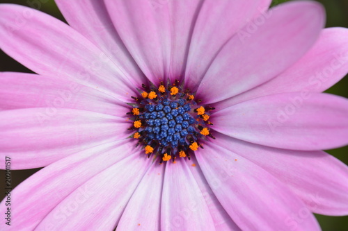 Violet pink Osteosperumum flower  african daisy