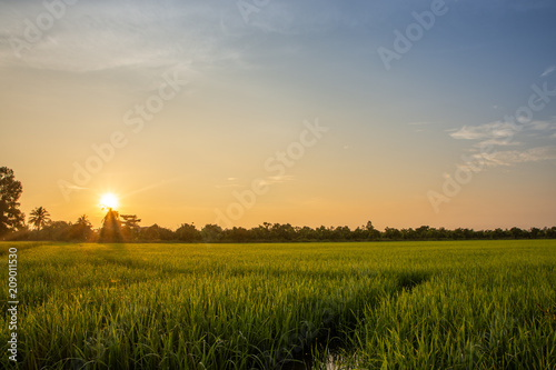 Sunrise in the rice field photo