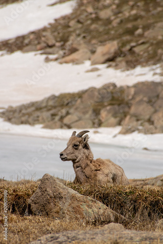 Juvenile Big Horn Sheep
